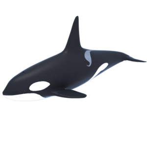Killer Whale PNG Transparent Picture PNG Clip art