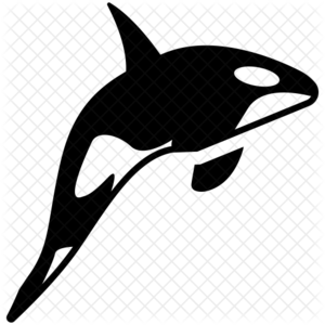 Killer Whale PNG Transparent Clip art