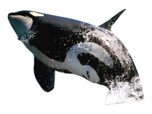 Killer Whale Transparent Background PNG Clip art