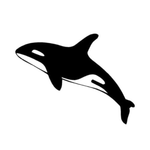 Killer Whale Transparent Images PNG PNG Clip art