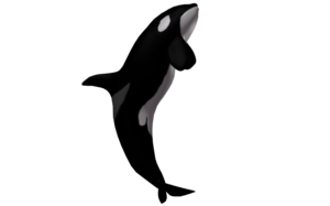 Killer Whale Transparent PNG PNG Clip art