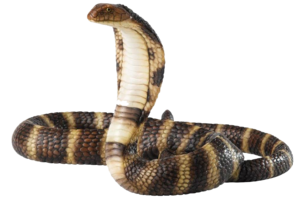 King Cobra PNG Transparent Picture PNG icons
