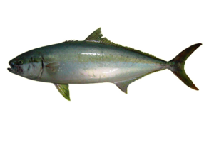 Kingfish PNG Clipart PNG images