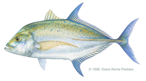 Kingfish PNG Pic PNG Clip art
