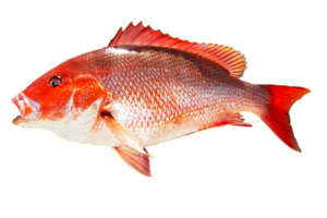 Kingfish Transparent PNG PNG Clip art