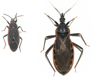 Kissing Bug PNG HD PNG images
