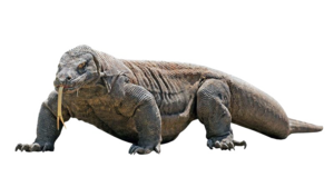 Komodo Dragon PNG Transparent Image PNG Clip art