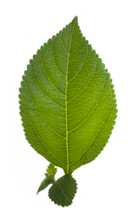 Leaf PNG HD PNG Clip art