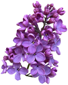 Lilac PNG Clipart Clip art