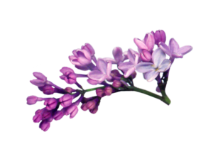 Lilac PNG File Clip art