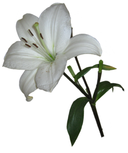 Lily PNG Photos PNG Clip art