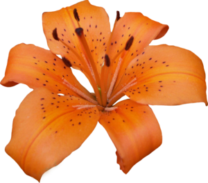 Lily PNG Pic PNG Clip art