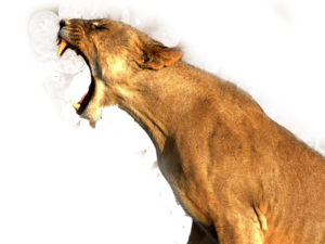 Lioness Roar Transparent PNG PNG Clip art