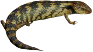 Lizard PNG Clipart PNG Clip art