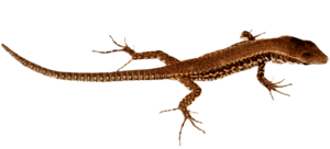 Lizard PNG Pic PNG Clip art