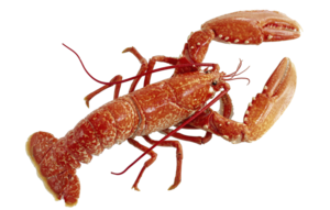 Lobster PNG Pic PNG Clip art