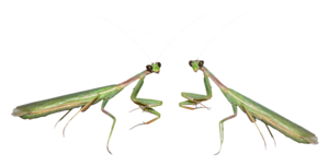 Mantis PNG File PNG Clip art