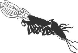 Mayfly PNG Free Download PNG Clip art