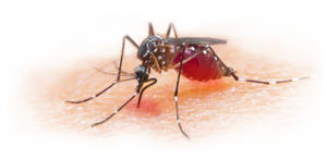Mosquito Download PNG Image Clip art