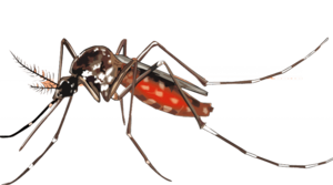 Mosquito PNG Background Image PNG Clip art