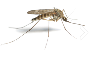 Mosquito PNG HD PNG Clip art
