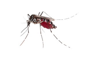 Mosquito PNG Photos PNG Clip art