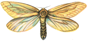 Moth PNG Pic PNG Clip art