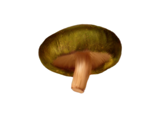 Mushroom PNG Clipart PNG Clip art