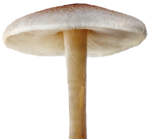 Mushroom PNG File PNG Clip art