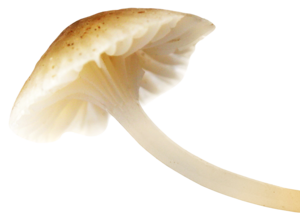 Mushroom PNG Image PNG Clip art