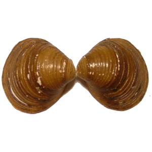 Mussel PNG Pic PNG Clip art