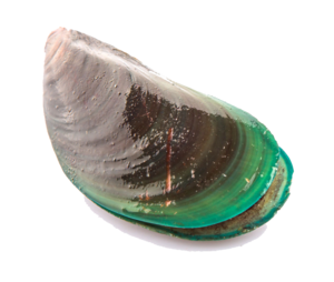 Mussel PNG Transparent Picture PNG Clip art