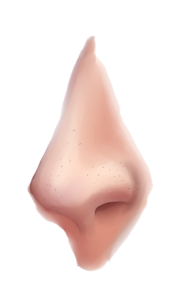 Nose PNG Clipart PNG Clip art