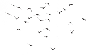 Ocean Birds PNG HD PNG icons