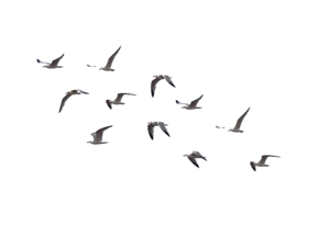 Ocean Birds PNG Transparent Image PNG icons