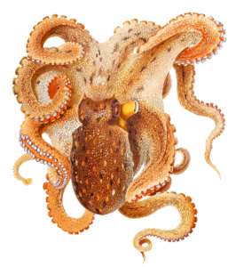 Octopus PNG Image PNG Clip art