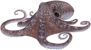 Octopus PNG Photos PNG Clip art