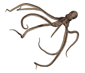 Octopus PNG Pic PNG Clip art