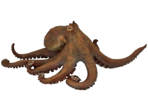 Octopus PNG Transparent Picture PNG Clip art