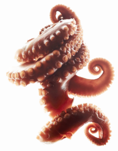 Octopus Tentacles PNG Clipart PNG Clip art