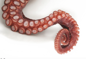 Octopus Tentacles PNG File PNG Clip art