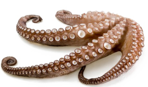 Octopus Tentacles PNG Free Download PNG Clip art
