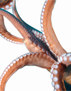 Octopus Tentacles PNG Image PNG Clip art
