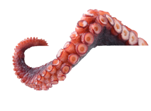 Octopus Tentacles PNG Photo PNG Clip art