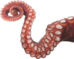 Octopus Tentacles PNG Photos PNG Clip art
