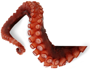 Octopus Tentacles PNG Transparent Picture Clip art