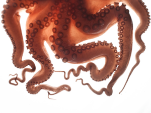 Octopus Tentacles Transparent Background PNG Clip art