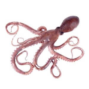 Octopus Toy PNG Clipart PNG Clip art