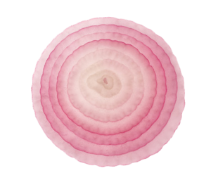 Onion Slice PNG File PNG Clip art