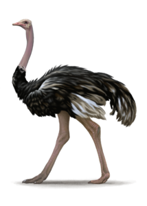 Ostrich PNG File Clip art